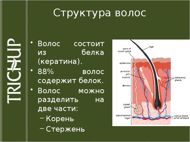 Структура волос на голове. Волос структура и строение. Строение волоса. Волос строение волоса.