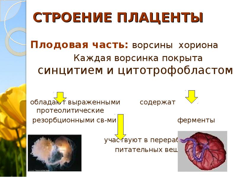 Плацентарная недостаточность презентация. Строение плаценты. Протеолитические ферменты хориона. Плацентарная недостаточность презентация уши.