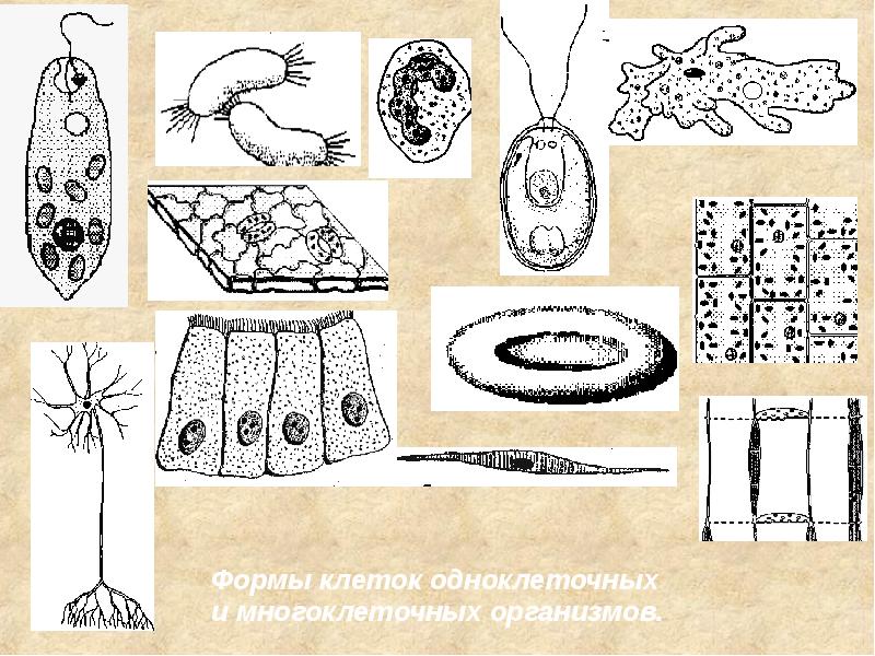 Клеток в жизни одноклеточных и многоклеточных организмов. Формы клеток одноклеточных и многоклеточных организмов. Различные формы клеток одноклеточных и многоклеточных организмов. Форма клеток одноклеточных. Клетка многоклеточных животных.