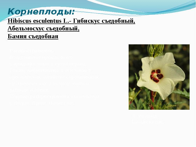 Корнеплоды: Hibiscus&nbsp;esculentus&nbsp;L.- Гибискус съедобный, Абельмосхус съедобный, Бамия съедобная
