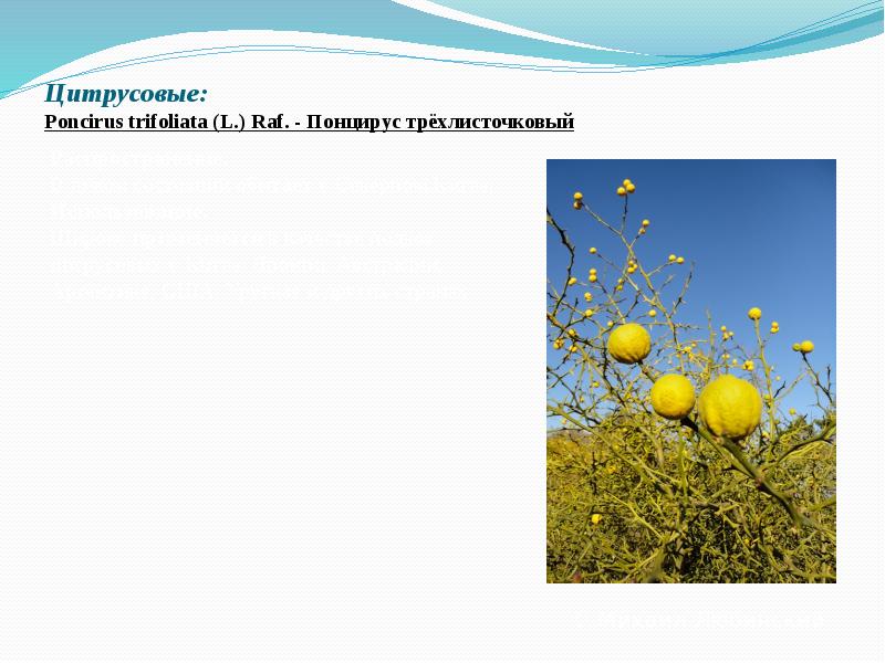 Цитрусовые: Poncirus&nbsp;trifoliata&nbsp;(L.) Raf.&nbsp;- Понцирус трёхлисточковый