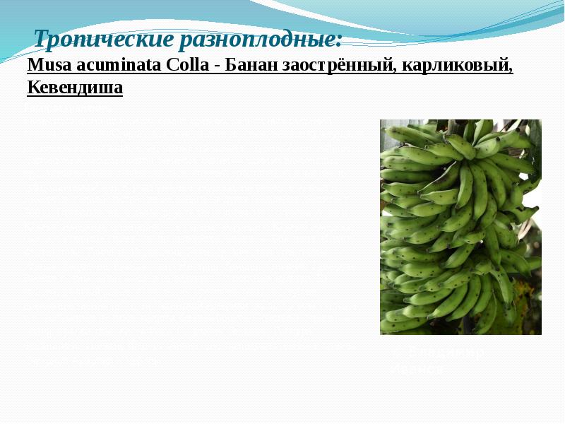 Тропические разноплодные: Musa&nbsp;acuminata&nbsp;Colla&nbsp;- Банан заострённый, карликовый, Кевендиша