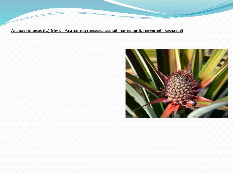 &nbsp; Ananas&nbsp;comosus&nbsp;(L.) Merr. - Ананас крупнохохолковый, настоящий, посевной, хохлатый