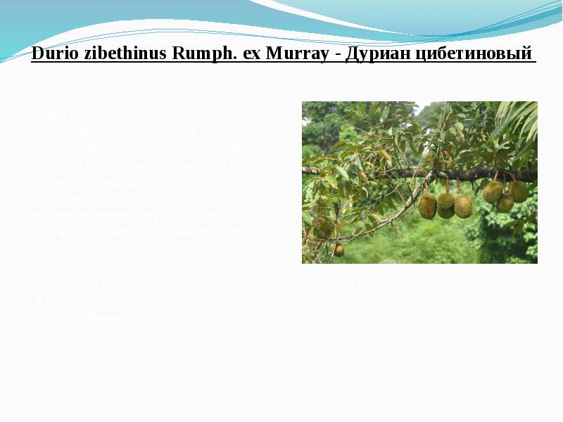 Durio&nbsp;zibethinus&nbsp;Rumph. ex Murray&nbsp;- Дуриан цибетиновый