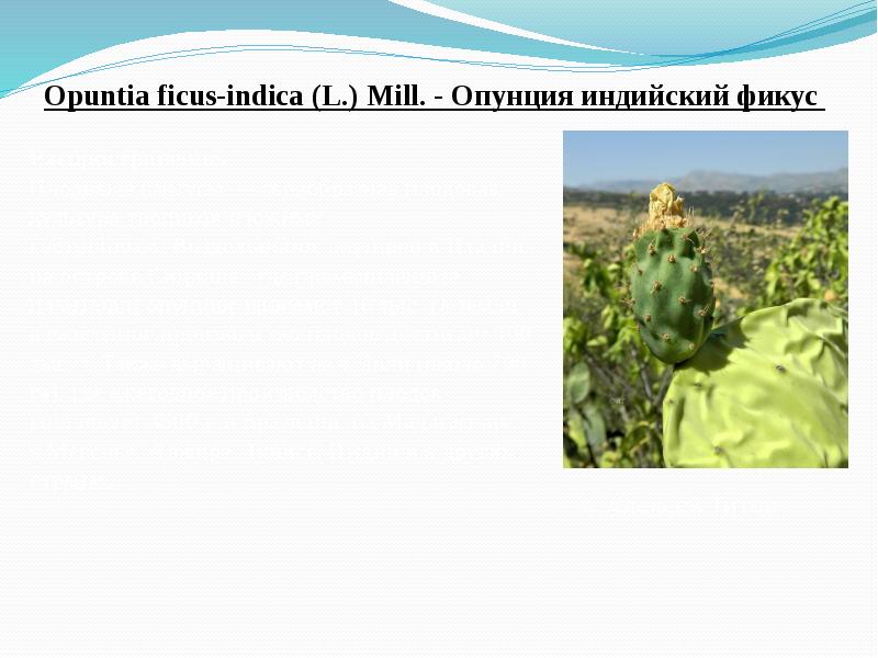 Opuntia&nbsp;ficus-indica&nbsp;(L.) Mill.&nbsp;- Опунция индийский фикус
