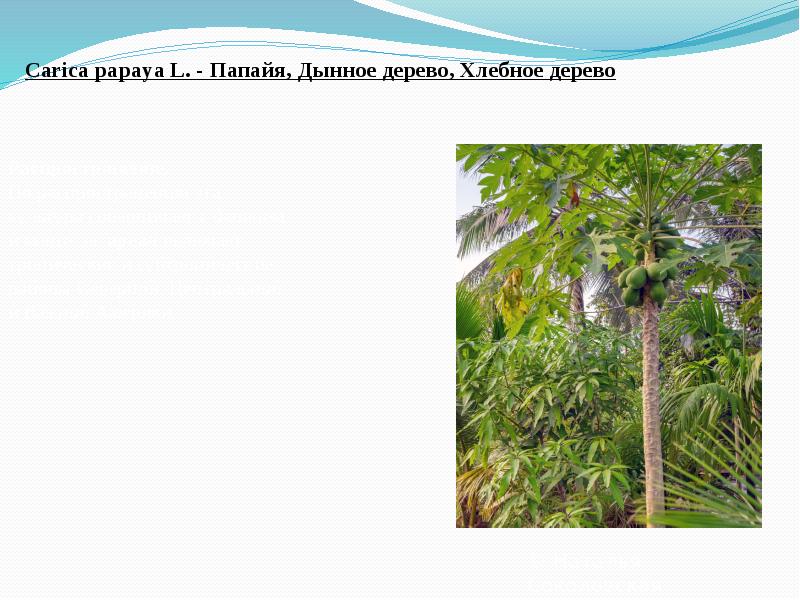 Carica&nbsp;papaya&nbsp;L.&nbsp;- Папайя, Дынное дерево, Хлебное дерево