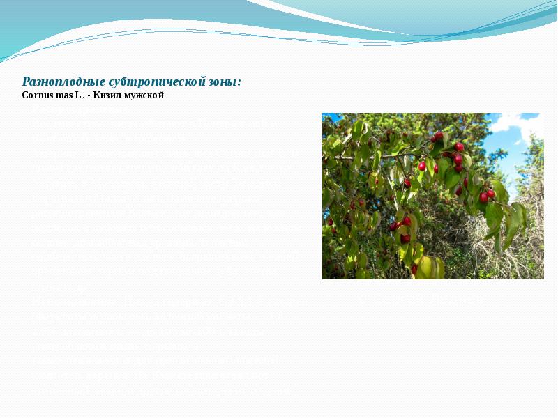Разноплодные субтропической зоны: Cornus&nbsp;mas&nbsp;L.&nbsp;- Кизил мужской