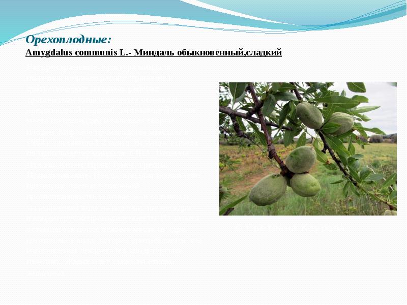 Орехоплодные: Amygdalus&nbsp;communis&nbsp;L.- Миндаль обыкновенный,сладкий