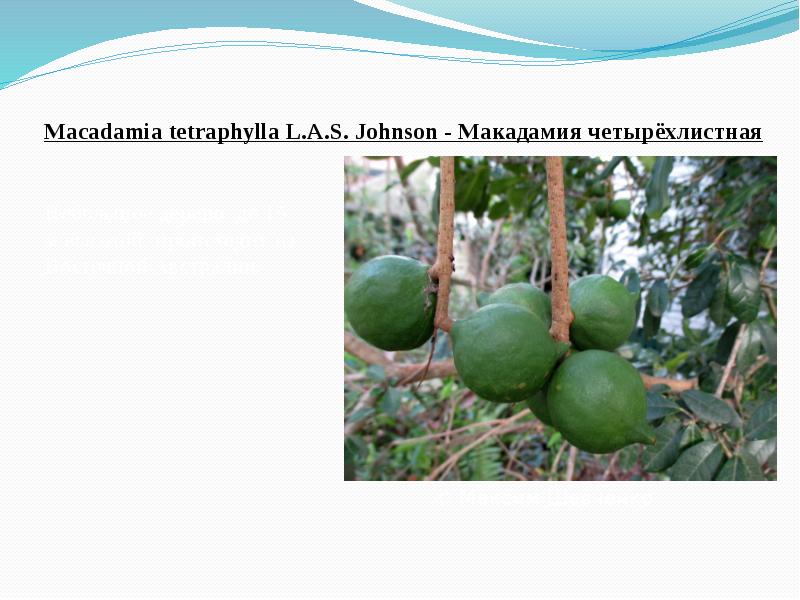 Macadamia&nbsp;tetraphylla&nbsp;L.A.S. Johnson - Макадамия четырёхлистная