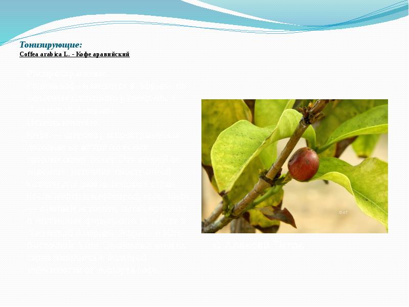 Тонизирующие: Coffea&nbsp;arabica&nbsp;L.&nbsp;- Кофе аравийский