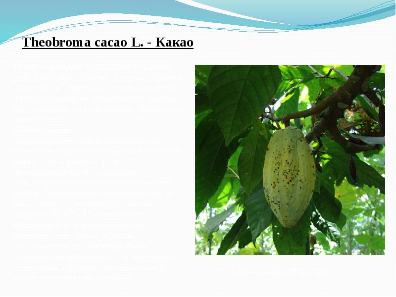 Theobroma&nbsp;cacao&nbsp;L.&nbsp;- Какао