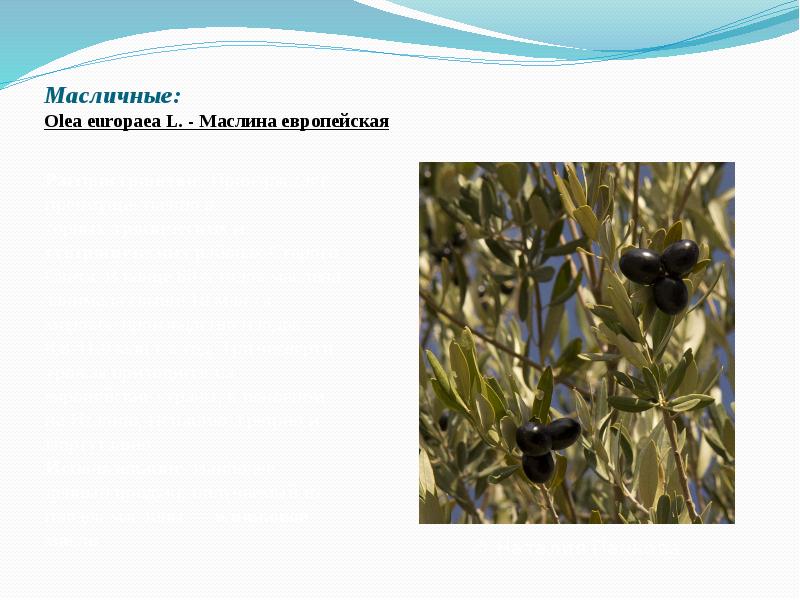 Масличные: Olea&nbsp;europaea&nbsp;L.&nbsp;- Маслина европейская
