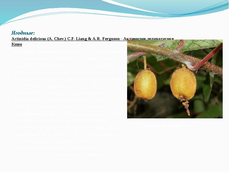 Ягодные: Actinidia&nbsp;deliciosa&nbsp;(A. Chev.) C.F. Liang & A.R. Ferguson&nbsp;- Актинидия деликатесная, Киви