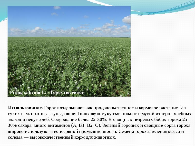 Использование.&nbsp;Горох возделывают как продовольственное и кормовое растение. Из сухих семян&nbsp;готовят&nbsp;супы, пюре.