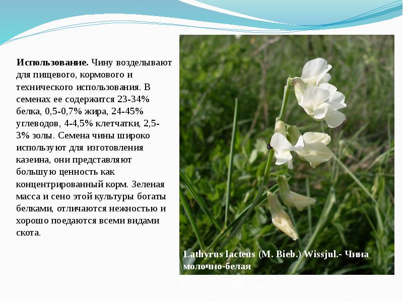 Использование.&nbsp;Чину возделывают для пищевого, кормового и технического&nbsp;использования. В семенах ее содержится