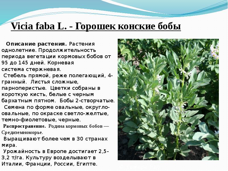 Vicia&nbsp;faba&nbsp;L.&nbsp;- Горошек конские бобы     Описание растения.&nbsp;Растения однолетние.