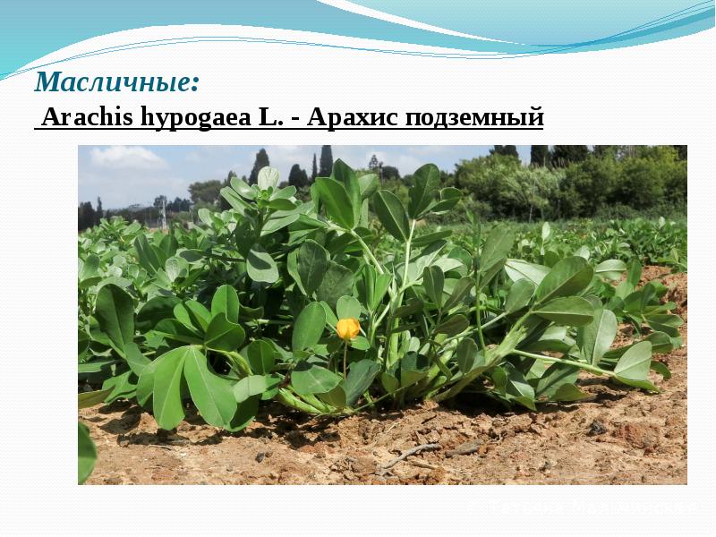 Масличные:   Arachis&nbsp;hypogaea&nbsp;L.&nbsp;- Арахис подземный