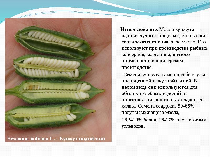 Использование.&nbsp;Масло кунжута — одно из лучших пищевых, его высшие сорта заменяют