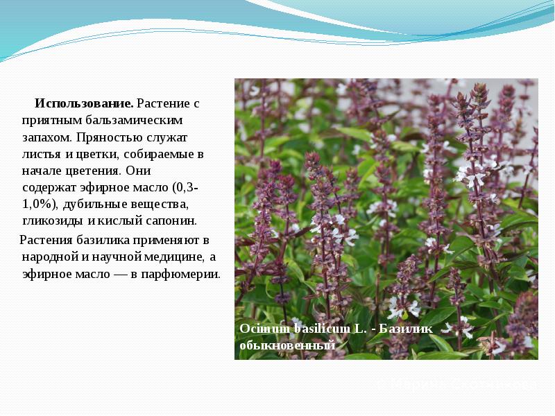 Использование.&nbsp;Растение с приятным бальзамическим запахом. Пряностью служат листья и цветки, собираемые