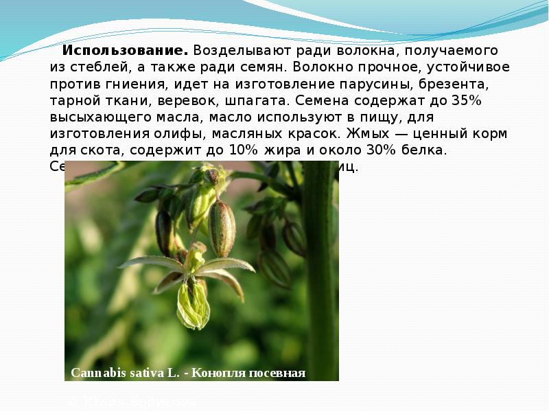 Использование.&nbsp;Возделывают&nbsp;ради волокна, получаемого из стеблей, а также ради семян. Волокно&nbsp;прочное, устойчивое