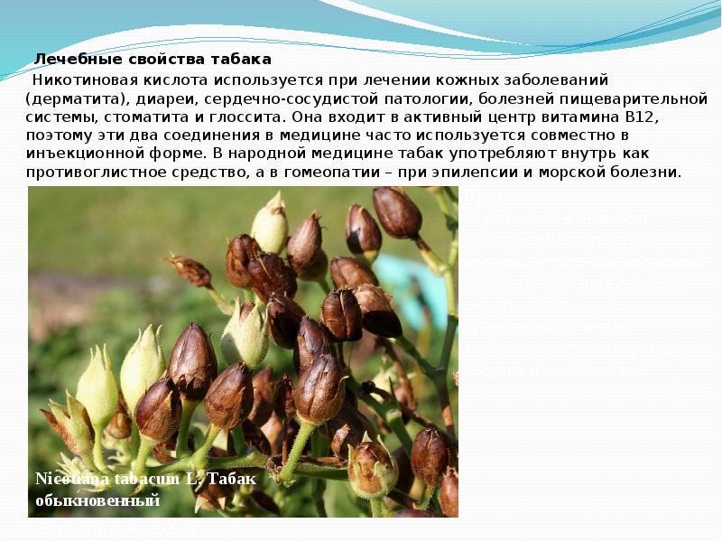 Лечебные свойства табака    Лечебные свойства табака  