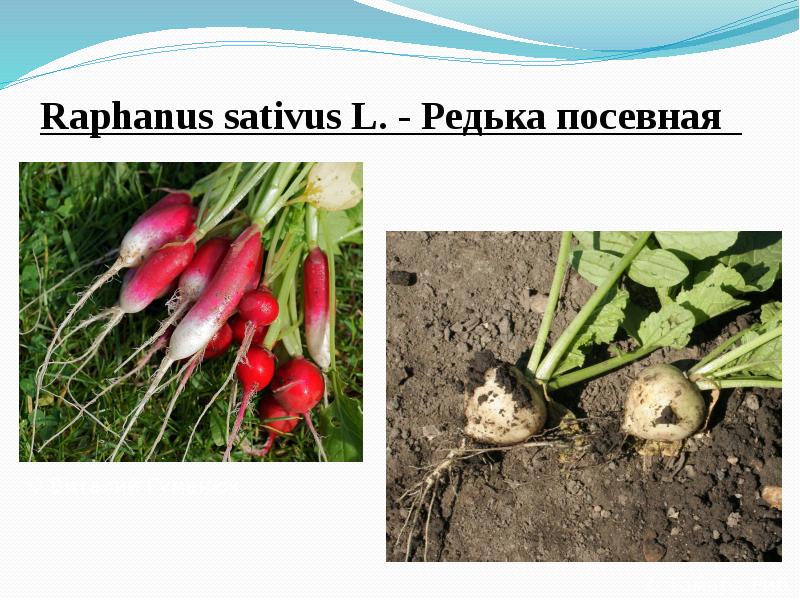 Raphanus&nbsp;sativus&nbsp;L.&nbsp;- Редька посевная