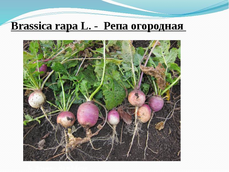 Brassica&nbsp;rapa&nbsp;L. - &nbsp;Репа огородная