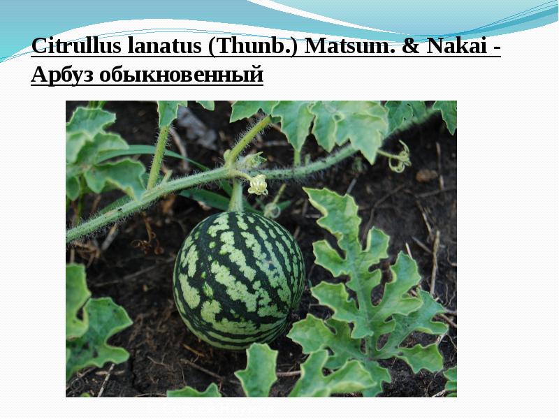 Citrullus&nbsp;lanatus&nbsp;(Thunb.) Matsum. & Nakai&nbsp;- Арбуз обыкновенный