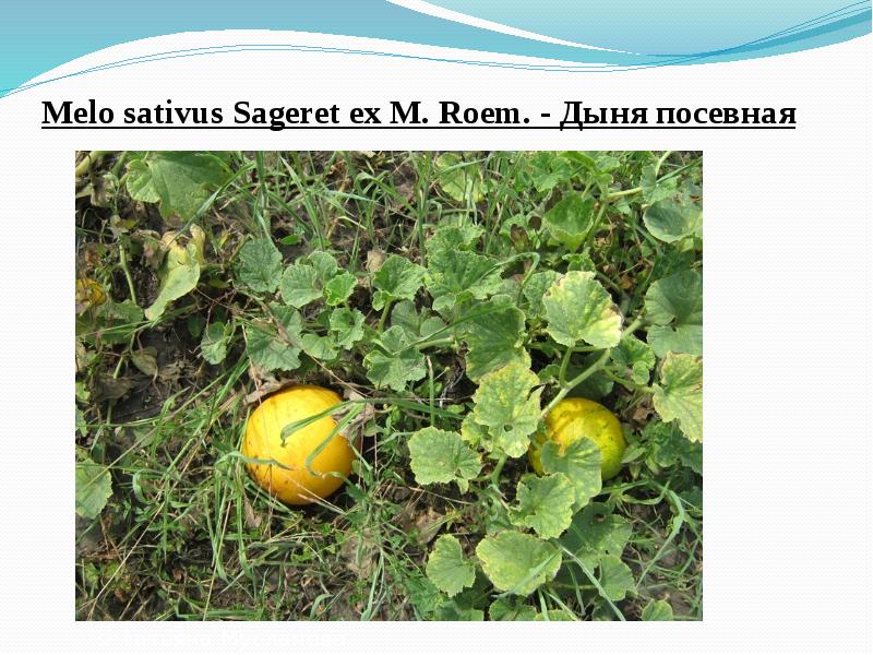 Melo&nbsp;sativus&nbsp;Sageret ex M. Roem.&nbsp;- Дыня посевная
