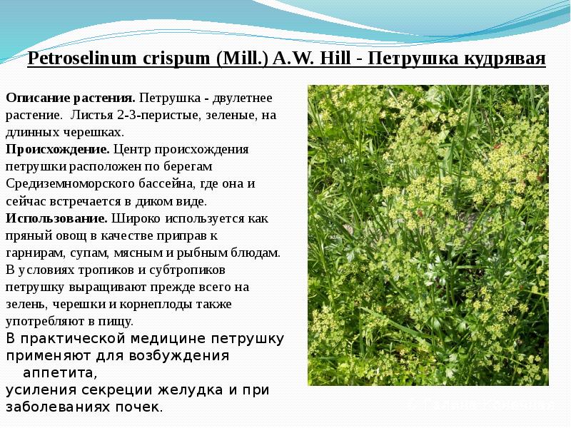 Petroselinum&nbsp;crispum&nbsp;(Mill.) A.W. Hill&nbsp;- Петрушка кудрявая   Описание растения. Петрушка -
