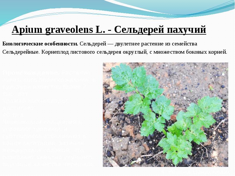 Apium&nbsp;graveolens&nbsp;L.&nbsp;- Сельдерей пахучий  Биологические особенности.&nbsp;Сельдерей —&nbsp;двулетнее&nbsp;растение из семейства  Сельдерейные.
