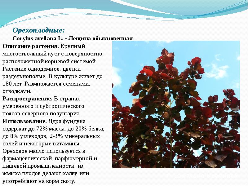 Орехоплодные:  Corylus&nbsp;avellana&nbsp;L.&nbsp;- Лещина обыкновенная   Описание растения.&nbsp;Крупный  многоствольный&nbsp;куст&nbsp;с