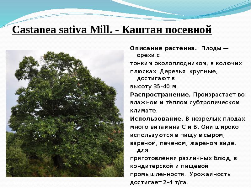 Castanea&nbsp;sativa&nbsp;Mill.&nbsp;- Каштан посевной  Описание растения.&nbsp;&nbsp;Плоды&nbsp;— орехи с  тонким околоплодником,
