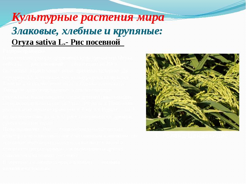 Культурные растения мира Злаковые, хлебные и крупяные: Oryza sativa L.- Рис