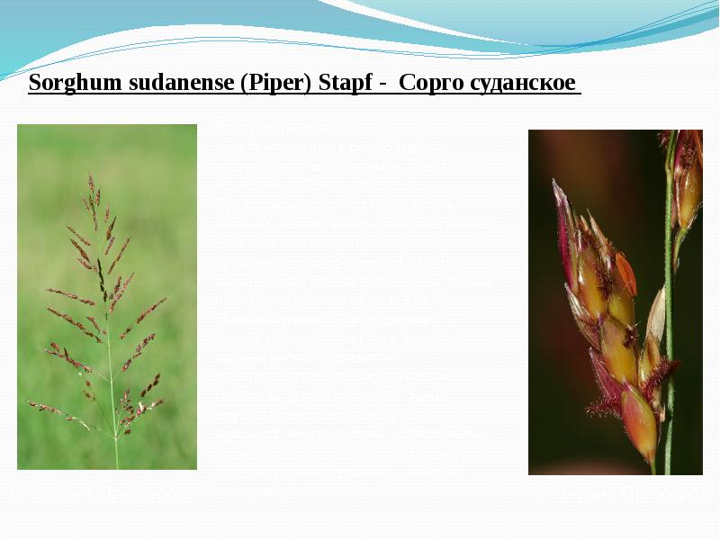 Sorghum&nbsp;sudanense&nbsp;(Piper) Stapf - Сорго суданское &nbsp;