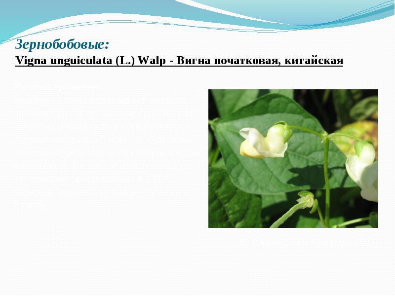 Зернобобовые: Vigna&nbsp;unguiculata&nbsp;(L.) Walp - Вигна початковая, китайская