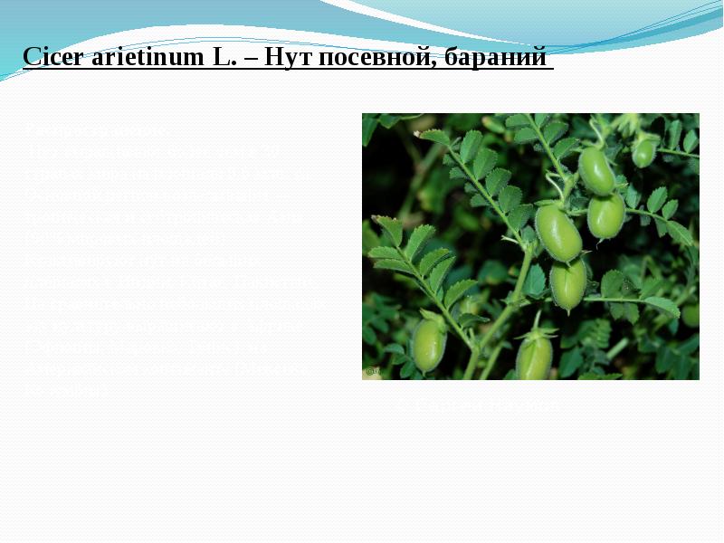 Cicer&nbsp;arietinum&nbsp;L. – Нут посевной, бараний