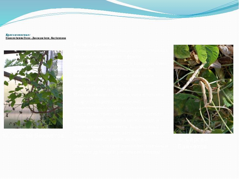 Крахмалоносные: Dioscorea&nbsp;batatas&nbsp;Decne&nbsp;- Диоскорея батат, Ямс бататовая