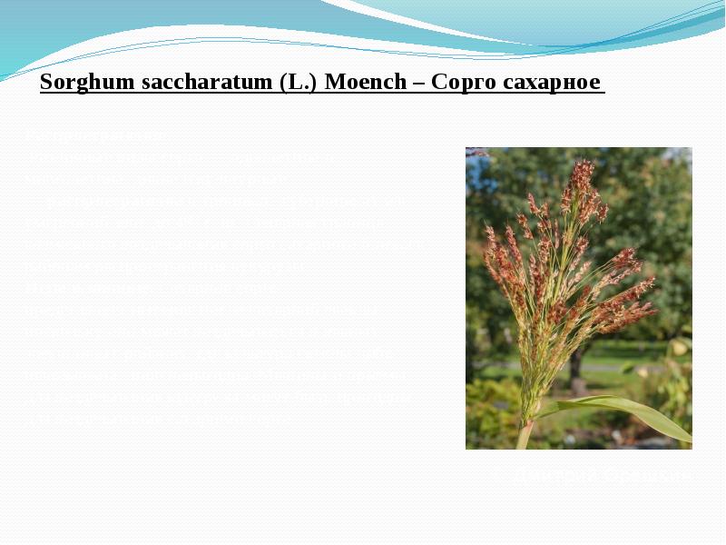 Sorghum&nbsp;saccharatum&nbsp;(L.) Moench – Сорго сахарное &nbsp;