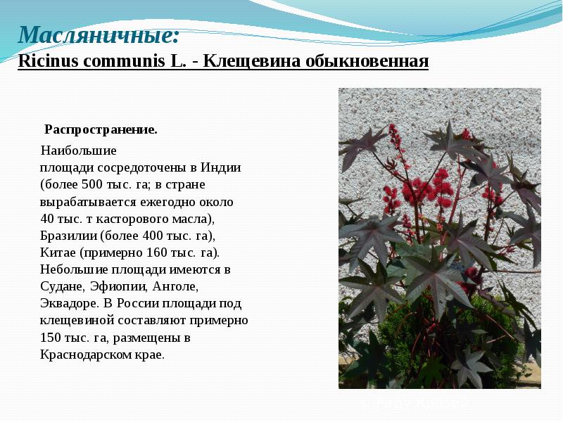 Масляничные: Ricinus&nbsp;communis&nbsp;L.&nbsp;- Клещевина обыкновенная