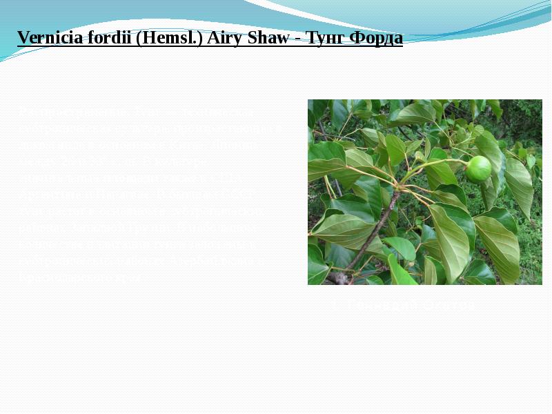 Vernicia&nbsp;fordii&nbsp;(Hemsl.) Airy Shaw&nbsp;- Тунг Форда