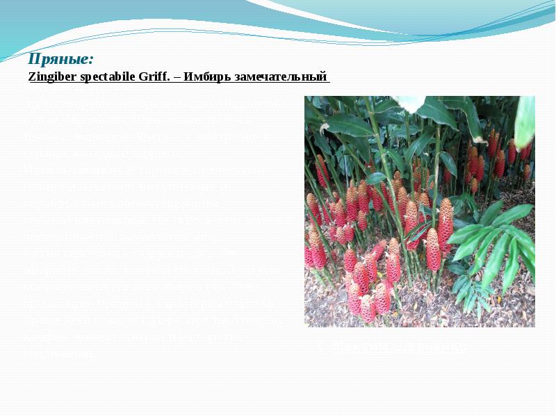 Пряные: Zingiber&nbsp;spectabile&nbsp;Griff. – Имбирь замечательный