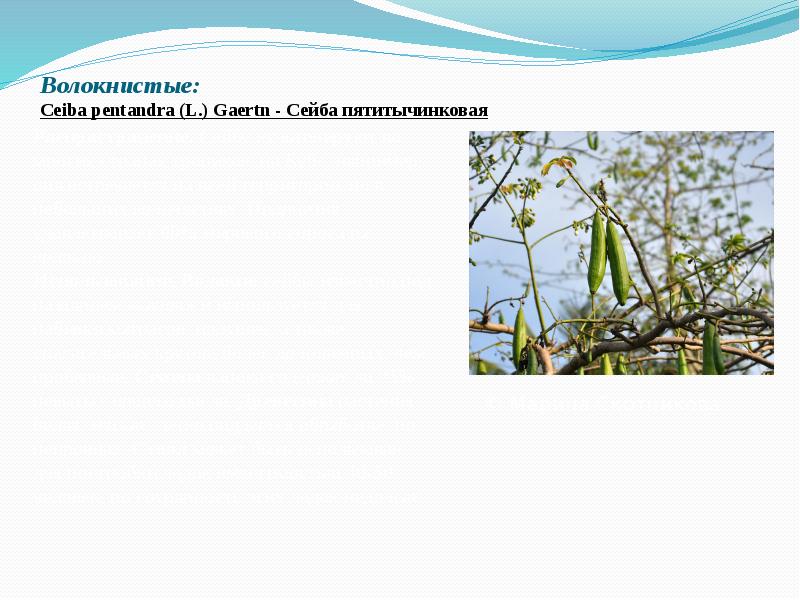 Волокнистые: Ceiba&nbsp;pentandra&nbsp;(L.) Gaertn - Сейба пятитычинковая