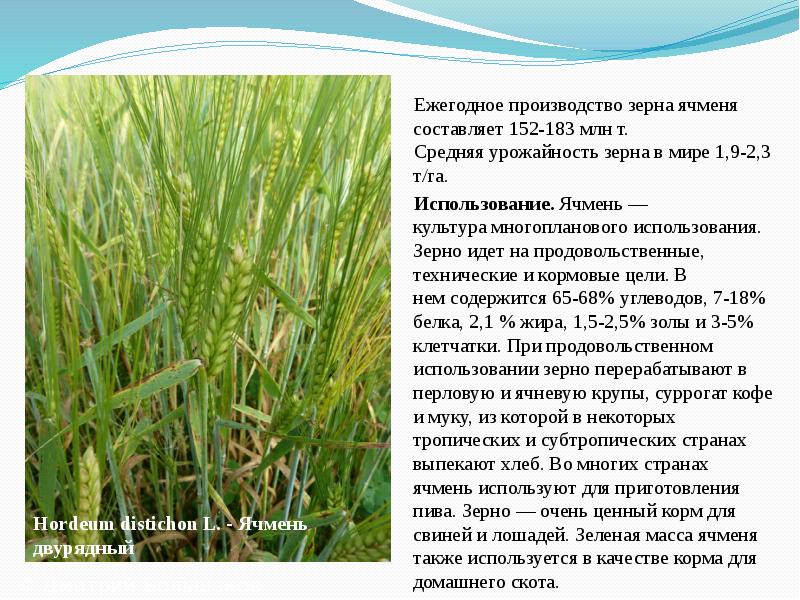 Описание зерновых культур фото и описание