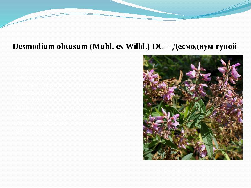 &nbsp; Desmodium&nbsp;obtusum&nbsp;(Muhl. ex Willd.) DC – Десмодиум тупой