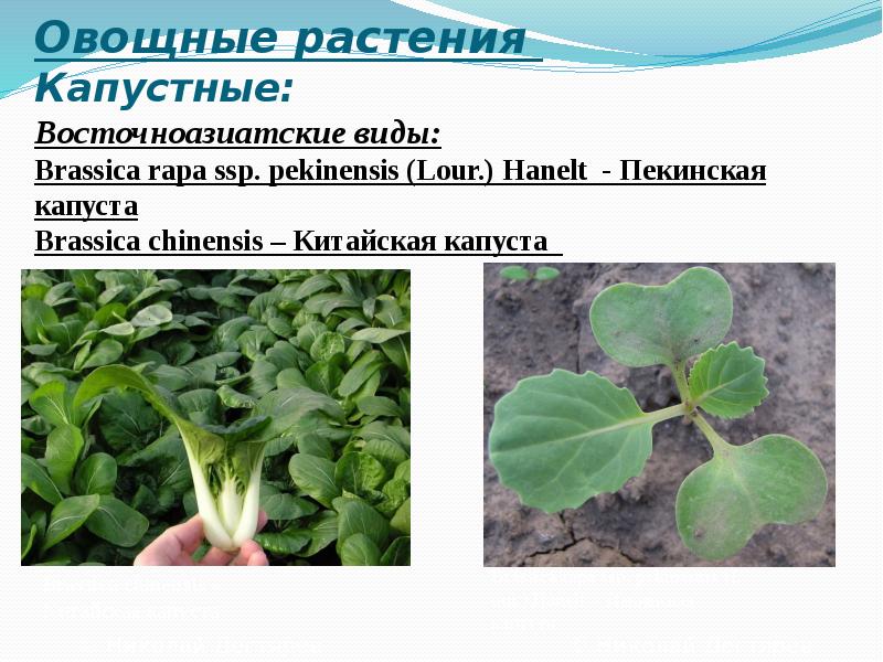 Овощные растения  Капустные: Восточноазиатские виды: Brassica&nbsp;rapa&nbsp;ssp.&nbsp;pekinensis&nbsp;(Lour.) Hanelt&nbsp; - Пекинская капуста