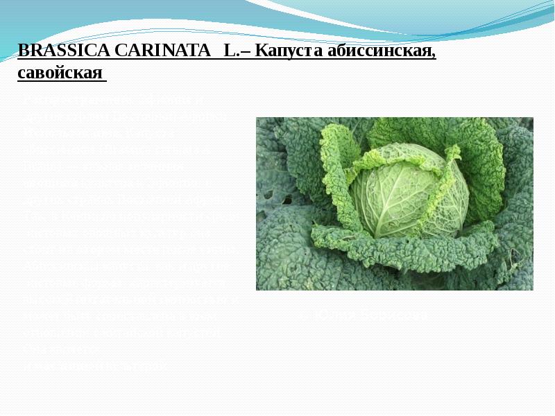 BRASSICA CARINATA  L.– Капуста абиссинская, савойская