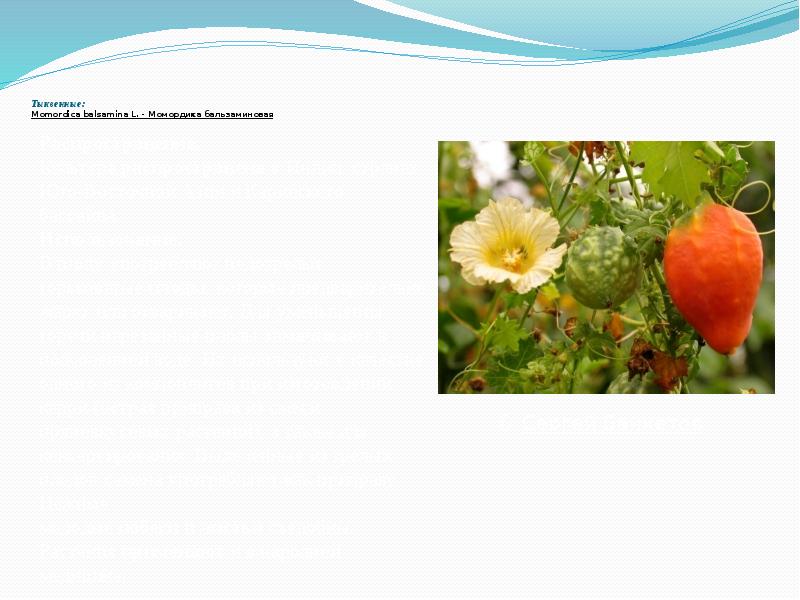 Тыквенные: Momordica&nbsp;balsamina&nbsp;L.&nbsp;- Момордика бальзаминовая