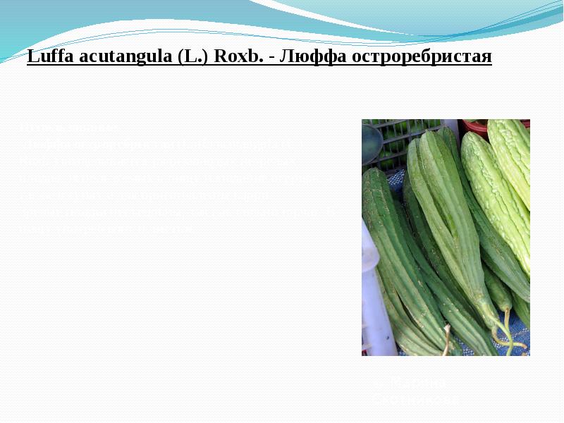 Luffa&nbsp;acutangula&nbsp;(L.) Roxb.&nbsp;- Люффа остроребристая