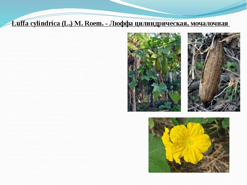 Luffa&nbsp;cylindrica&nbsp;(L.) M. Roem.&nbsp;- Люффа цилиндрическая, мочалочная
